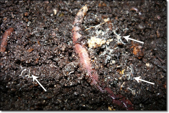 Newly hatched earthworms (European nightcrawlers)