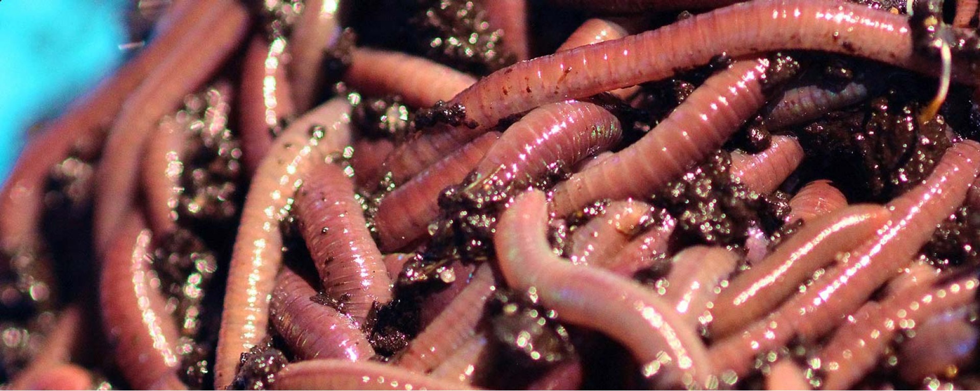 Composting and Garden Worms for Sale  Largest Selection of Worms and  Supplies Online!