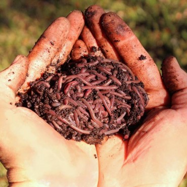 1 LB African Nightcrawlers