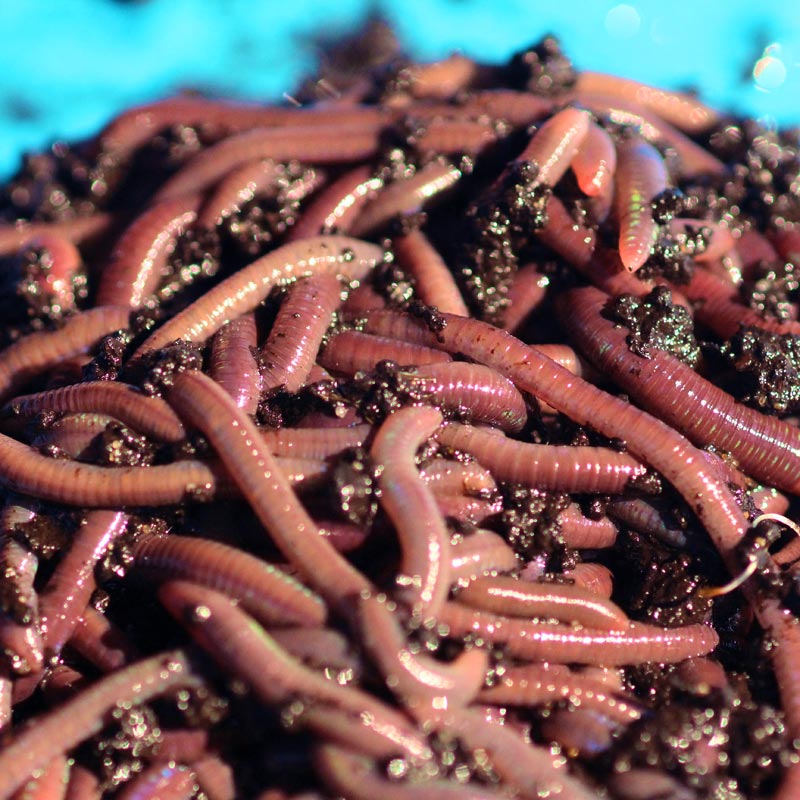 Background of Many earthworms African Night Crawler (AF) on hand. Raising  Worm Composting from cow dung is good quality natural organic fertilizer  for agriculture. Photos