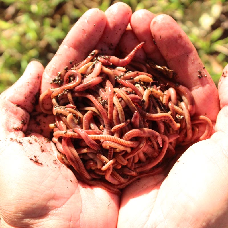 European Nightcrawlers Composting and Fishing Worms 5 Lb Pack 