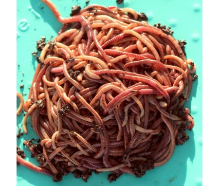 How Many Worms Do I Need?