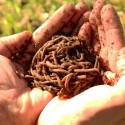 1000 Brown Garden Wigglers