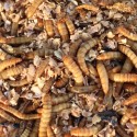 2000 Mealworms