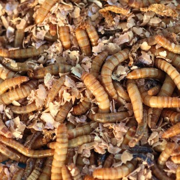 3000 Mealworms