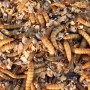 1000 Mealworms...