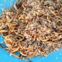 1000 Mealworms...