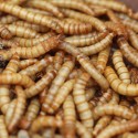 3000 Mealworms