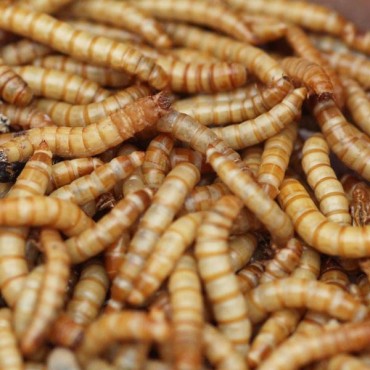 2000 Mealworms...