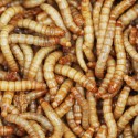 2000 Mealworms