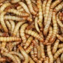 1000 Mealworms...