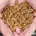 3000 Mealworms