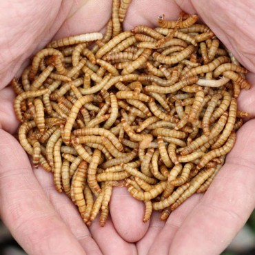 1000 Mealworms