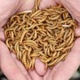 1000 Mealworms...