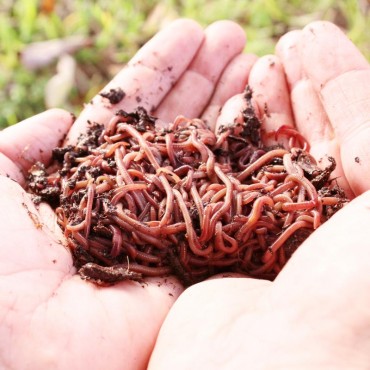 https://www.worms4earth.com/image/cache/catalog/worms/reds/IMG_4960-crop-edit-b-370x370.jpg