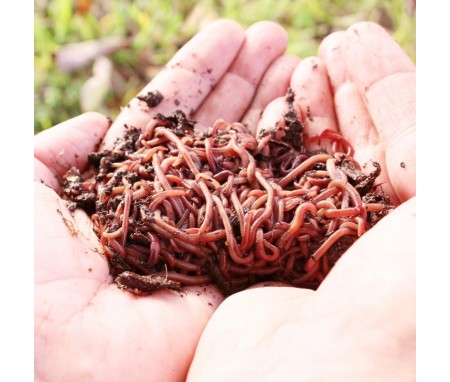Raising Worms: A Brief Overview