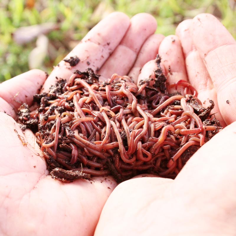 1000 Red Composting Worm Mix