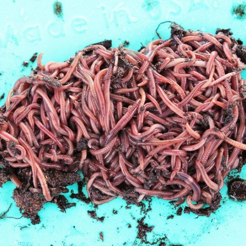Red Wigglers for Sale, 2000 count