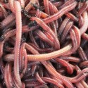 1000 Red Wigglers
