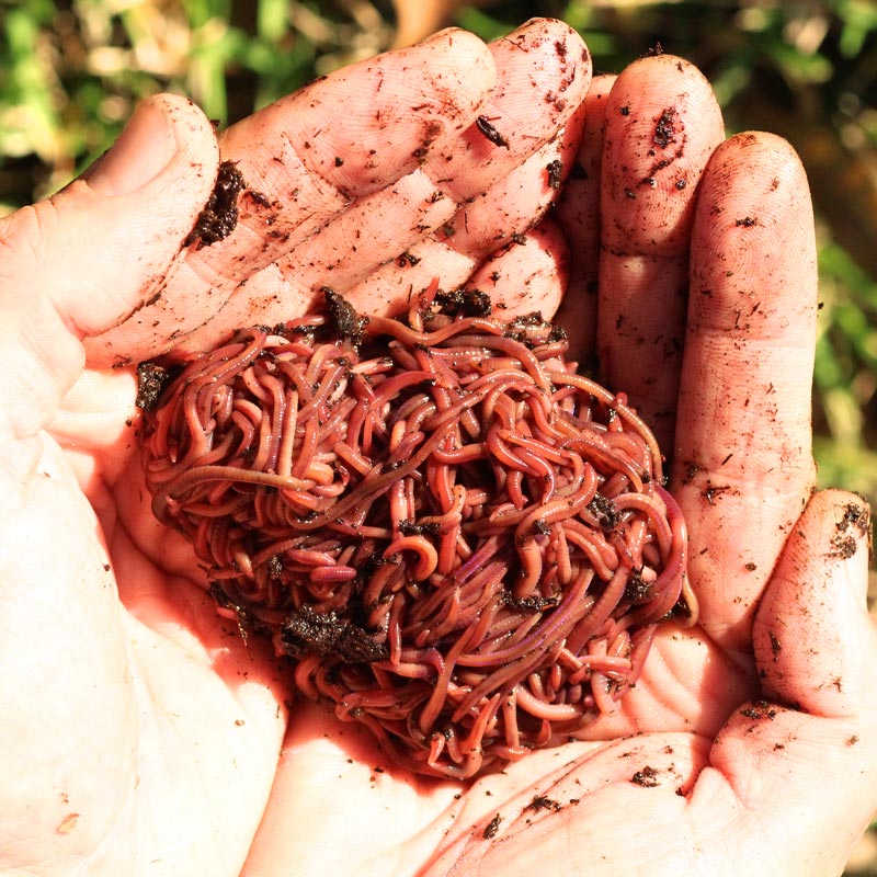 Red Wiggler Worms