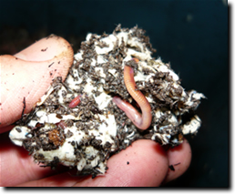 Red wiggler in paper bedding