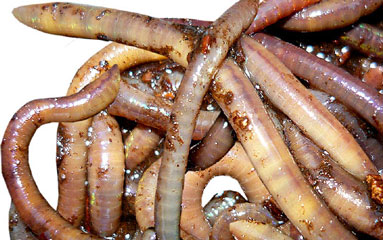 Worms For Sale Buy Worms For Composting Gardens Fishing And