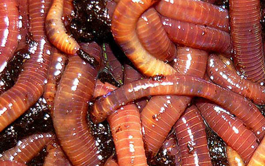 Red Wigglers Easy to Raise