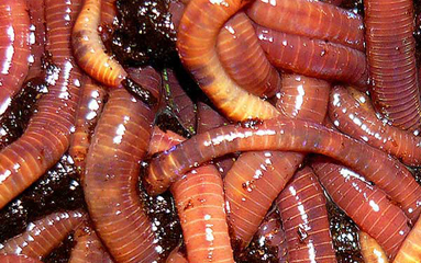 Worms For Sale Buy Worms For Composting Gardens Fishing And