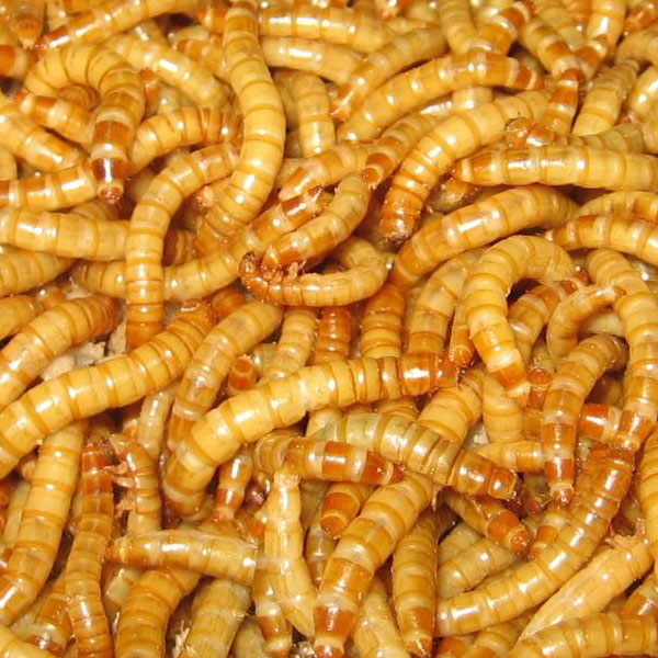 download eating mealworms download eating mealworms