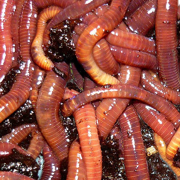 2000 Red Wigglers