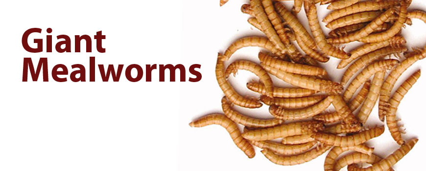 download giant mealworms download giant mealworms
